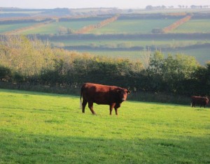 Ashott Barton Farm near Exford, England
